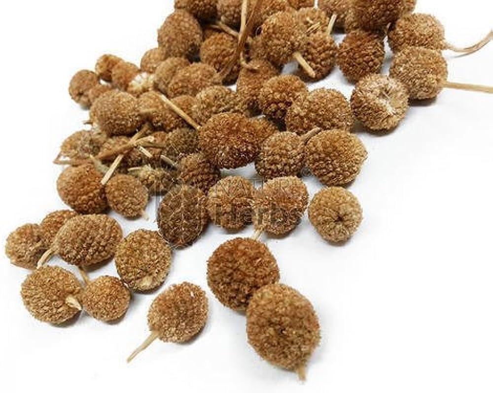 M/S S B ENTERPRISES GORAKH MUNDI/SPHAERNNTHUS INDICUS (900 GRAM)