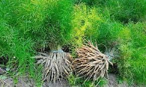 SHOBHASAVI AYURVEDICS AND AGROS Shobhasavi Original Shatavari Powder - 1000g | Asparagus Racemosus