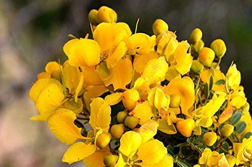 VS Products VS Products Avarampoo Powder, 150g,Tangedu Flower, Tarwar, Avaram senna, Senna auriculata, For Skin, and Hair care, 150g