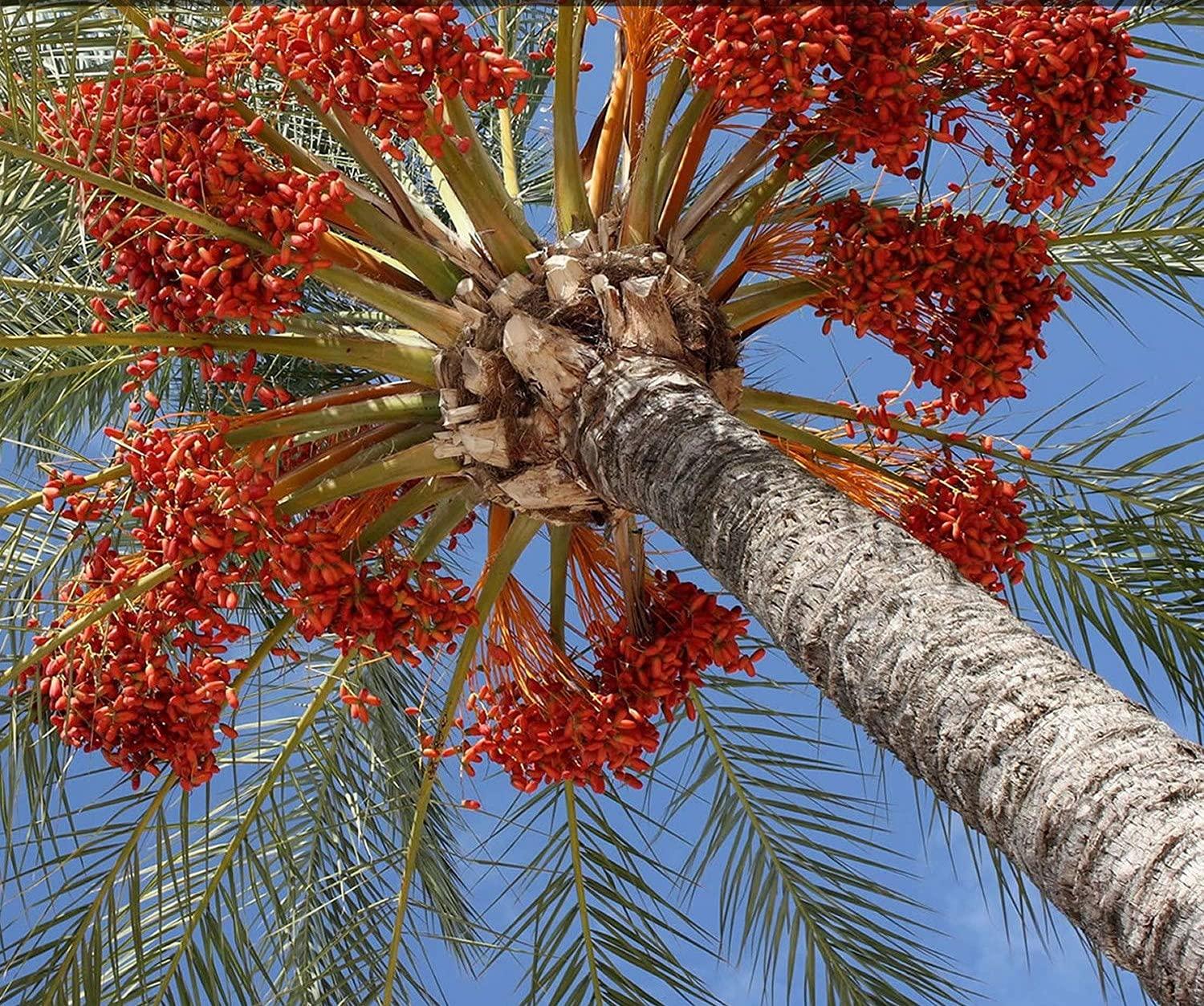 Date Crown Date Crown - Premium Date Syrup (800 Gram)