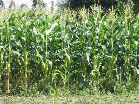 GABHISMEEN GABHISMEEN Corn Silk Tea for Kidney Stones, Helps Cleanse Liver, Supports UTI Health, Maize Hair, Herbal Tea (450gm)