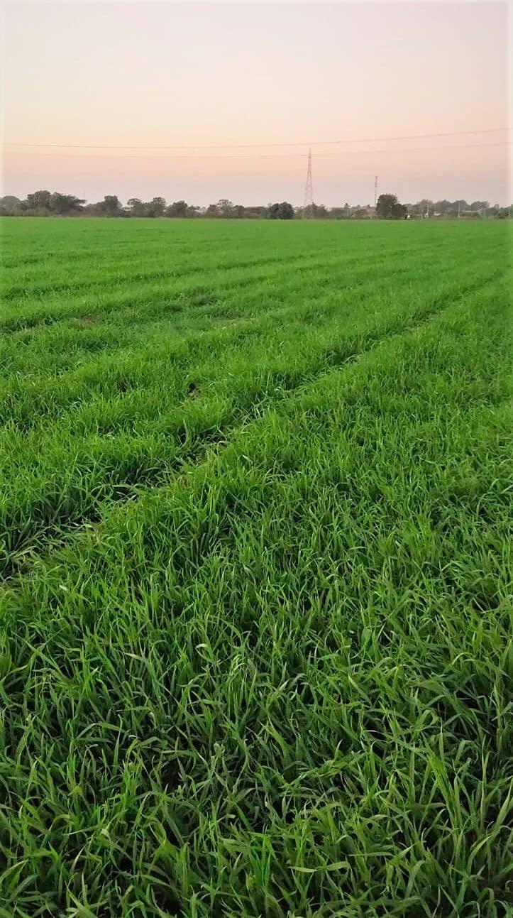 G7 GRAINS BLACK WHEAT FLOUR (5 KG) for eating and cooking | kale gehu ka atta | Produce of India from Organic Farms | BY G7 GRAINS