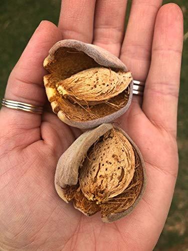 BELLANUTS BELLANUTS Sitarbai Almond | Sitarbai Badam | Inshell Almonds | Royal Almond dryfruits (500gm)