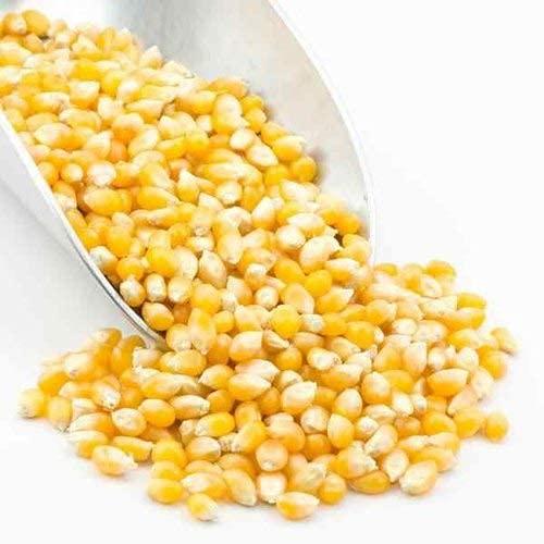 Roods Fresh Roods Fresh Popcorn Kernels | Unpopped Popcorn Seeds | Makki | Premium | 400 Gram Pack