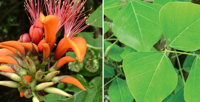 Generic Twfaa kalyana murungai leaf Pangara, Erythrina Variegata, Coral Tree Leaf Powder/Bili Vaarjipe,Mullumuruku,Raktamandar (1 kg)