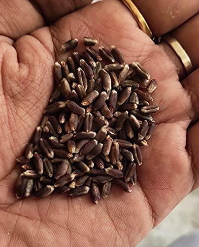 Eywa Seeds & Exports Pvt Ltd BLACK WHEAT GRAINS (15 KG) for eating and cooking | kale gehu daane | Produce of India from Organic Farms | BY EYWA