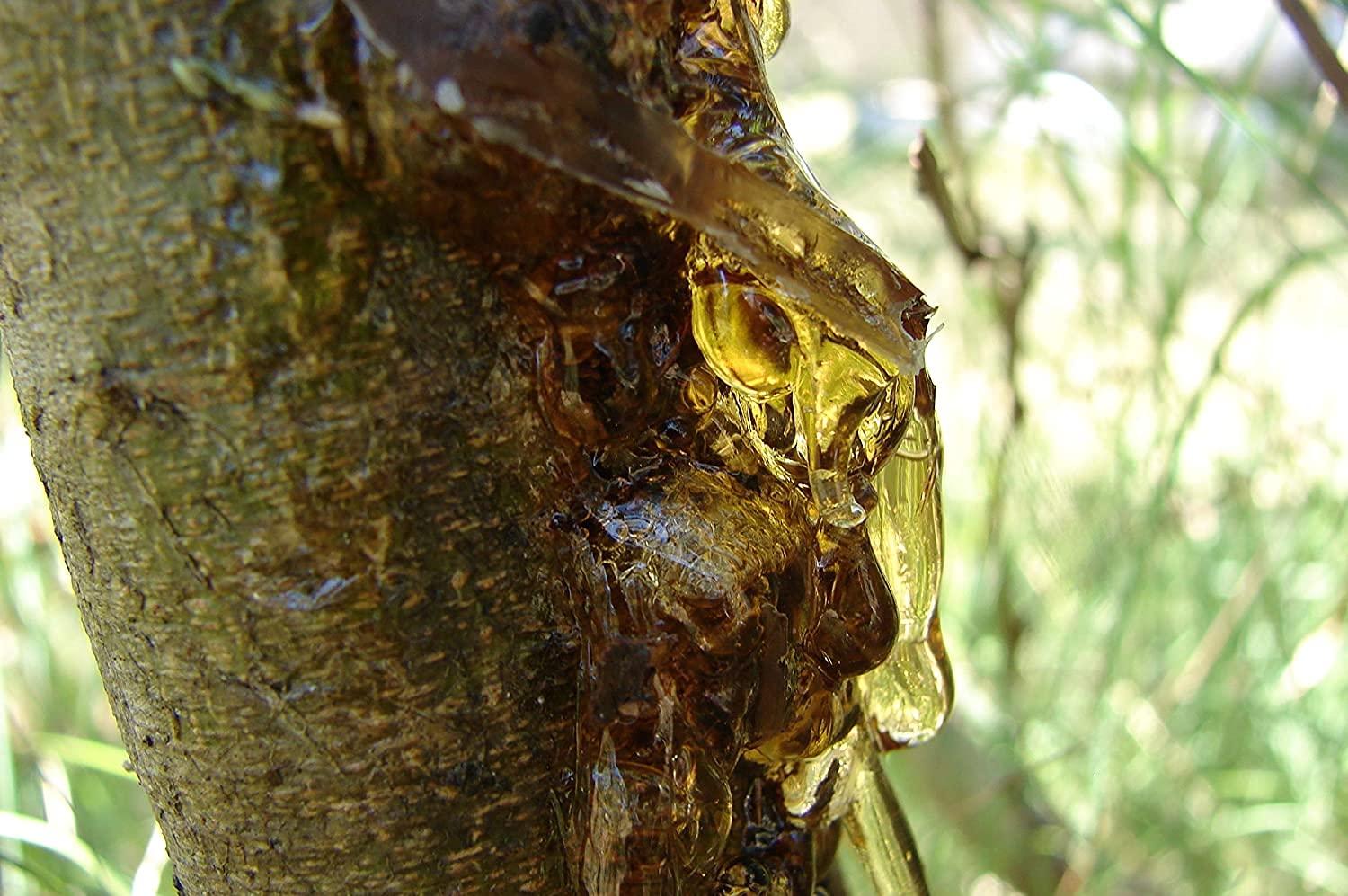 YAMKAY YAMKAY Natural Neem Gum | 100% Pure Organic Neem Gound (Azadirachta Indica) | Veppai Turakabevu & Veppam Pisin | Neem Tree Gum for Health & Wellness | Edible Neem Gond for Detoxification & Immune Support | 100 GM Pack of Pure Natural Gum