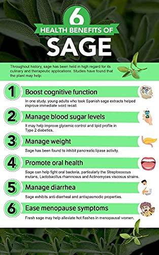 LEANBEING Leanbeing- Sage Seasoning (50g) | Crushed sage leaves | Improves blood sugar level | Promotes healthy skin | Sage tea leaves