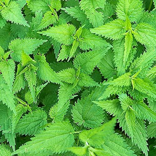 A D FOOD & HERBS A D Food & Herbs Dried Neetle Leaves/Urtica Dioica Natural & Pure (20 Gms)