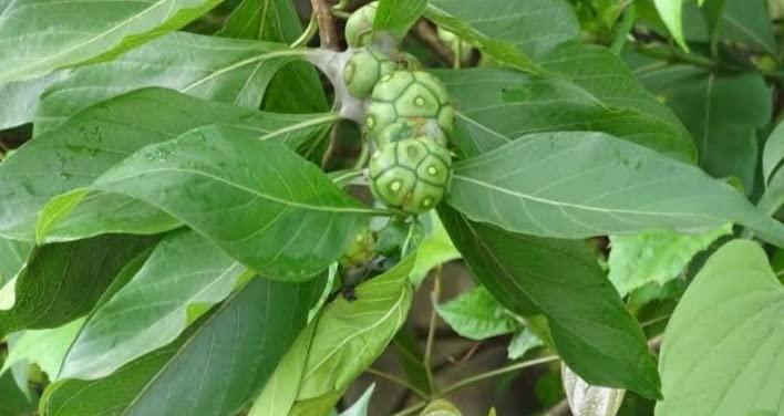 Minnal Traders Morinda Tinctoria/Nuna Fresh Leaves/Manjanathi Fresh Leaves - 50 Grams