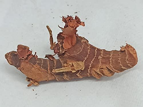 Generic NATURALIFE\'S-*SITHARATHAI*-CHITARATHAI I I Sitharathai I Lesser Galangal I Kulanjan I Alpinia Officinarum.