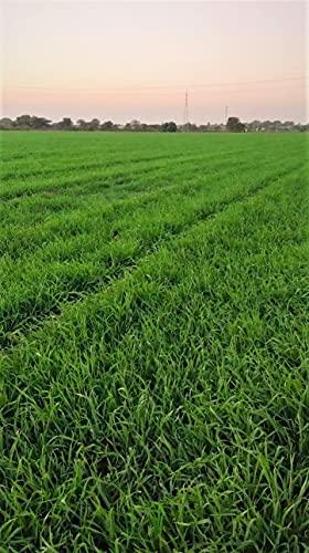 Eywa Seeds & Exports Pvt Ltd BLACK WHEAT GRAINS (15 KG) for eating and cooking | kale gehu daane | Produce of India from Organic Farms | BY EYWA