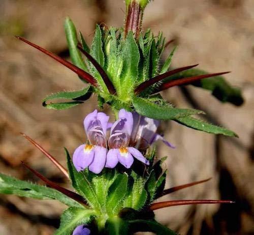 VS Products VS Products Neermulli | Hygrophila auriculata | Marsh Barbel | Kokilaksha Seed, 400g