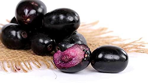 Online Quality Store Online Quality Store Raw Jamun Seed 100gm| Elderberry seeds| Eugenia Jambolana Seeds | Black Berry Seeds| Supports Sugar Control | Helps in Detoxification | Act as Blood Purifier