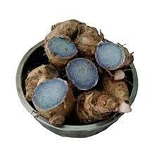 Generic SaiCraft Curcuma Caesia, Black Turmeric, Kali Haldi, Plant Rhizomes Bulbs to treat arthritis, asthma, and epilepsy/Original fresh kaali/Kali haldi/turmeric (9 pieces)