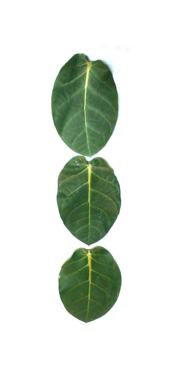 Generic Super Shop Pure Fresh Organic Madar Leaves 15 Pcs indian Ayurvedic Mandar Ke Ped Ka Patta, Patti, Patte - Manar