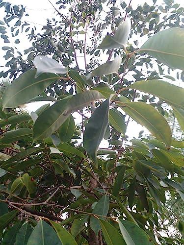 Generic Li6 Pure Dry Jamun Leaves 100 Grams - Jamun Ka Sukha Patta, Patte, Patti - Jamun Dried Leaf