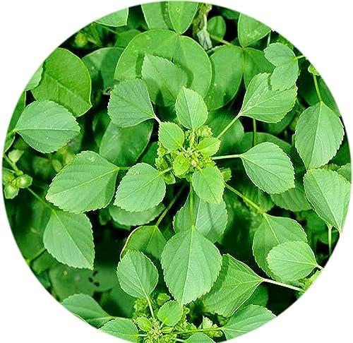 HUNGRY BEAST Spice-M, Acalypha indica | Kuppaimeni | Indian Mercury | Indian Nettle | Kuppikhokhali Moorkonda | murkonda - 250 grams
