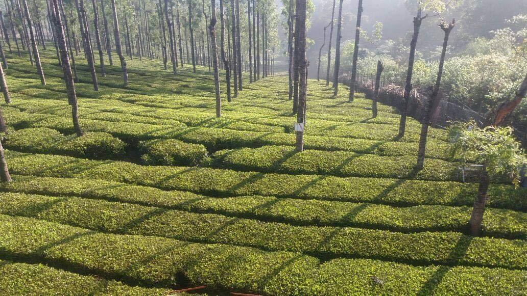 Ootea Ootea Organic Black Tea Powder, 100 grams (Small Broken leaves/BOP grade)