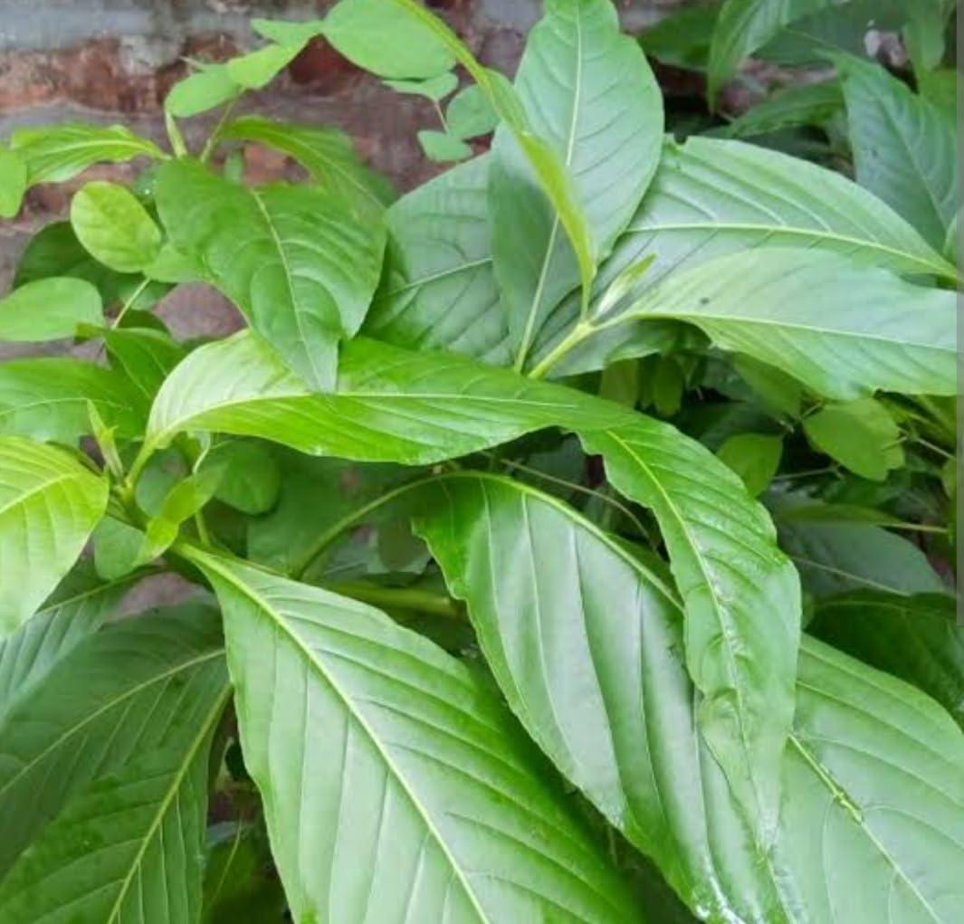 Generic Aadityaa\'s Natural Basak Pata Vasak Plant Leaf Basak Potential uses for Cough and Cold Green Leaves Balanced Sugar Level and Immunity Boost, Pack Of 18 Leaves.