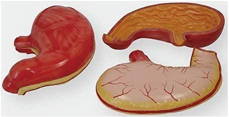 AKIVIN AjantaExports Stomach Model Gastric mucosa Gastric glands Stomach wall layers Fundus Body of stomach Antrum Pylorus Cardia Lesser curvature Greater curvature