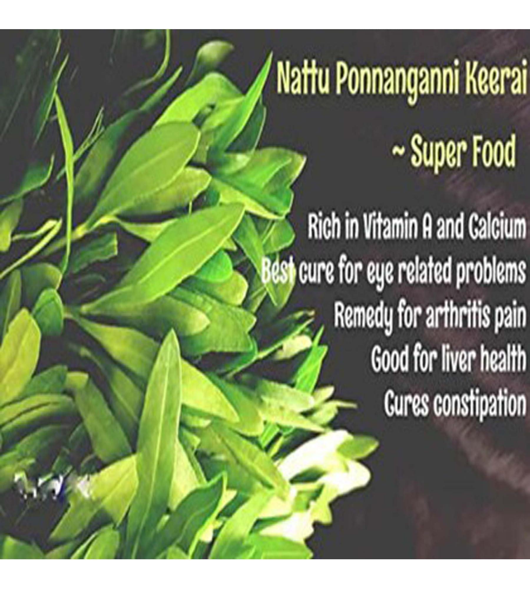 SAARA Saara HERBAL FRESH Ponnankanni Keerai Powder,101g, Ponnaganti, Matsyaakshi, Gudari Saag, Sessile Joyweed, Dwarf Copper Leaf Powder, 101g (Pack of 1 x 101g)