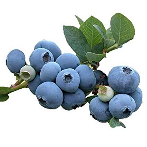 ÉNORME ?NORME Rare Climbing Red Blueberry Plant 200 Pcs Seed Packet