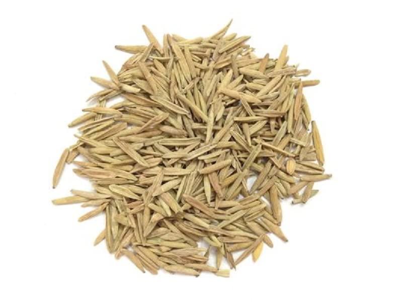 Organicgreen Herb Organicgreen Herb Indra Jau - 50 GM Indrajav | Inderjo indrajau Kadwa Holarrhena Pubescens inderjau kadwa