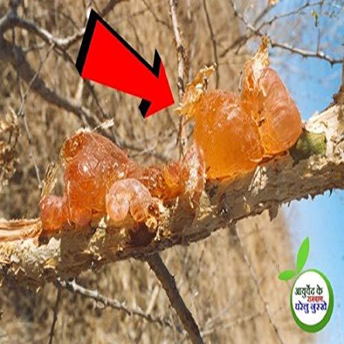 Hardia Hardia Babul Ka gond Kikar Gond Indian Gum Natural Gum Laddu Gond Gum Edible Gum babool Gaund 500gm