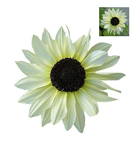 Futaba Futaba Italian White Sunflower Seeds - 20Pcs