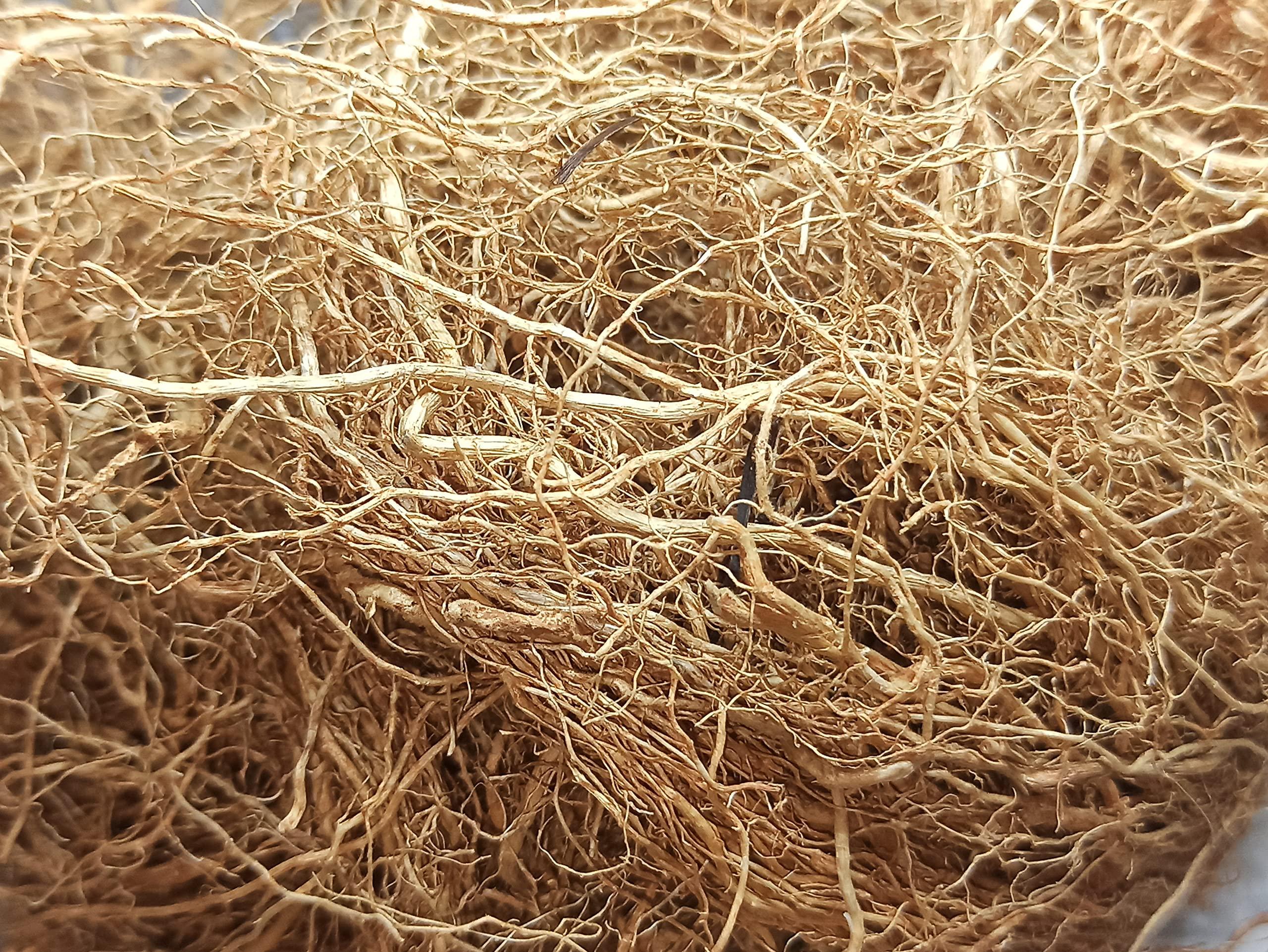 THOGAI THOGAIS -VETTI VAER- VETIVER ROOT/VETIVERIA ZIZANIOIDES/Khas Khas grass/Khus/ (50 GRAMS (PACK OF 1))