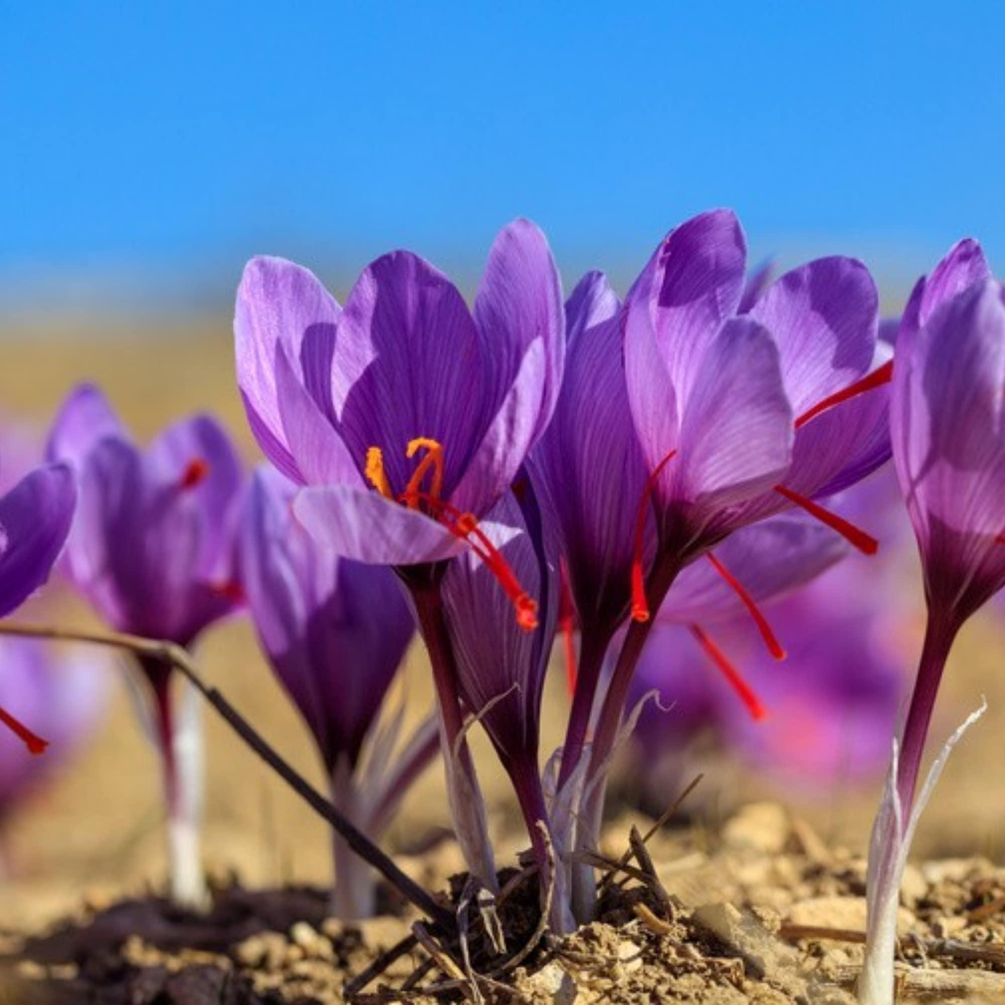 PRO ORGANIC LIFE Pro Organic Life pure hing spice pinch asafoetida (HING 14 GRM)