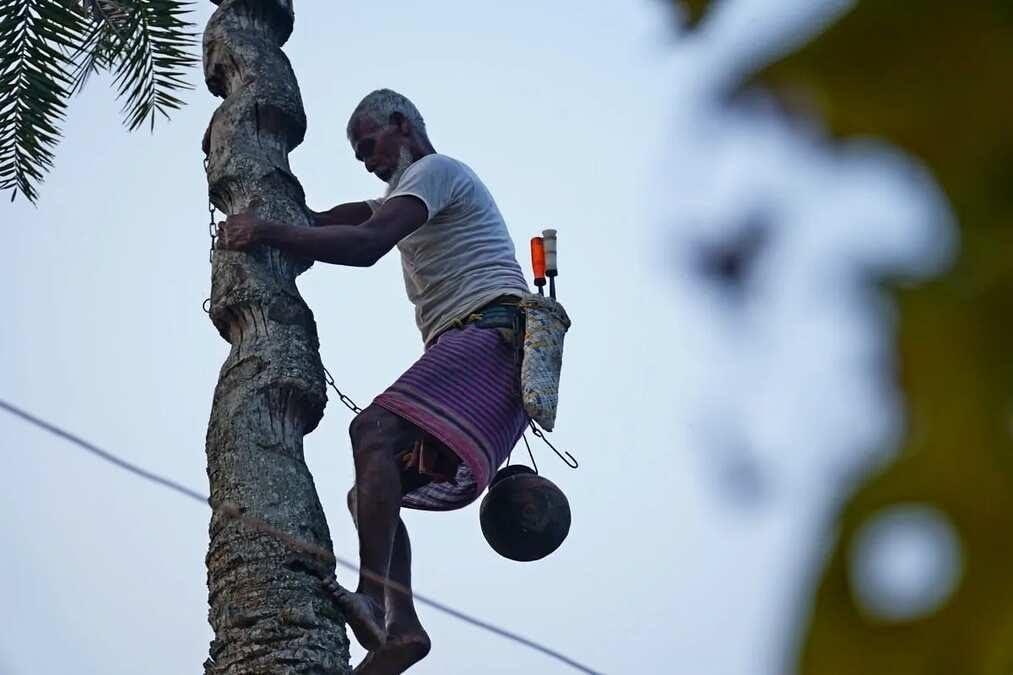 Sadikul Islam Mollick FINDLINE 100% Rural Made Natural Premium Pure Organic Khejur Gur Patali/Khajur Patali Gur/Date Palm Jaggery-(Khejur Gur 500 Grams)