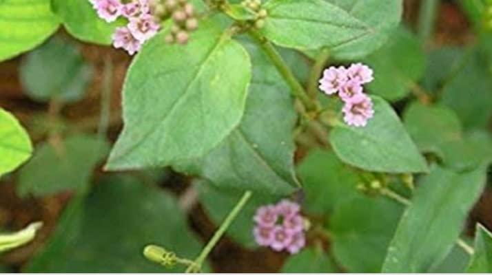 Generic Mookirattai dry leaves 50g | Punarnava dry leaves| Boerhavia diffusa | Saranai Keerai dry leaf