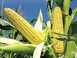 VS Products VS Products Whole Corn Kernels Raw Corn (Maize),650g