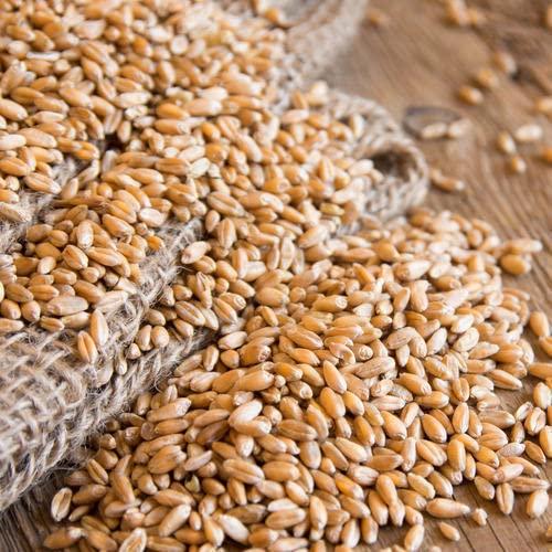 SAARA SAARA Whole Wheat | Gehu |Sabut Gehu | Gehoo | Genhu, 9.950Kg
