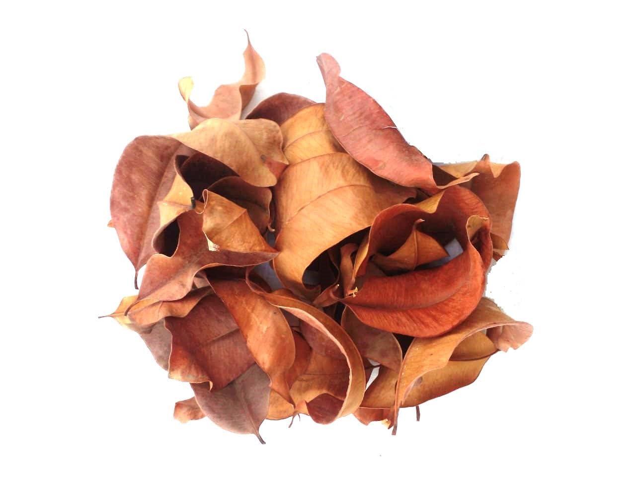 Generic Li6 Pure Dry Jamun Leaves 100 Grams - Jamun Ka Sukha Patta, Patte, Patti - Jamun Dried Leaf