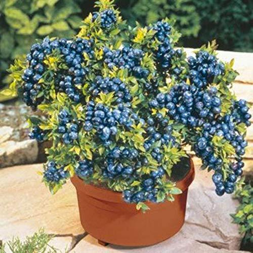 ÉNORME ?NORME Rare Climbing Red Blueberry Plant 200 Pcs Seed Packet