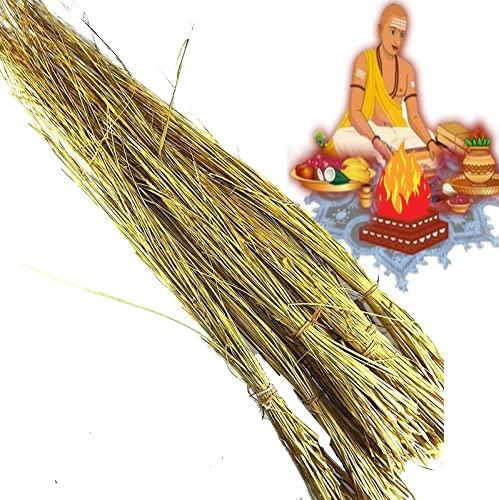 Awadh AWADH- Dry Natural Kusha Grass Bundles For Pooja And Purification Aid (Pack of 2 Bundels), Darbha Grass or Kusha Grass for puja Havan, Dharbha pul/Halfa Grass/Kusha Grass for Pooja Karma