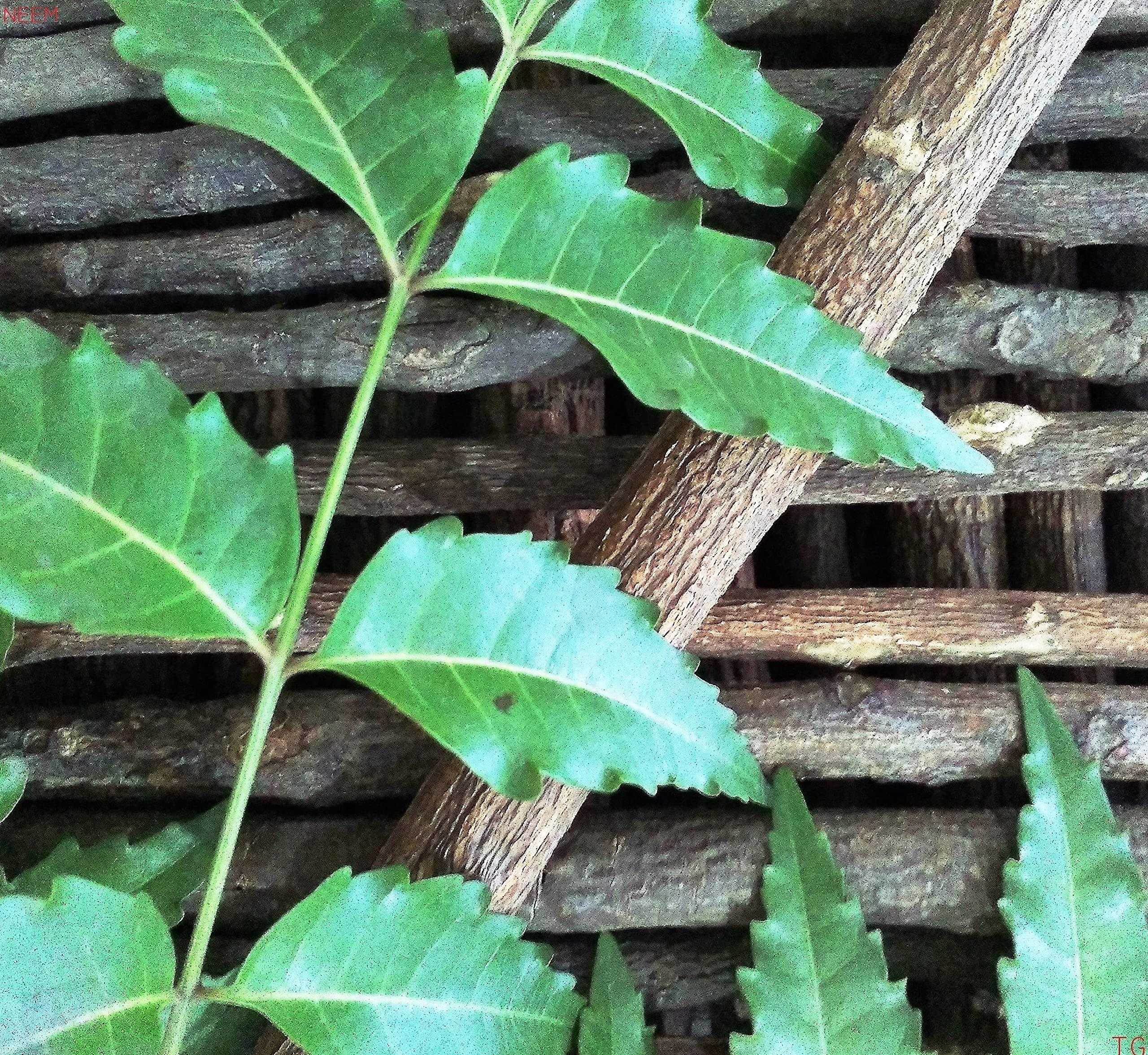 Timosha Timosha || NEEM Datun|Datwan|Chew-Stick () || 10 pcs.