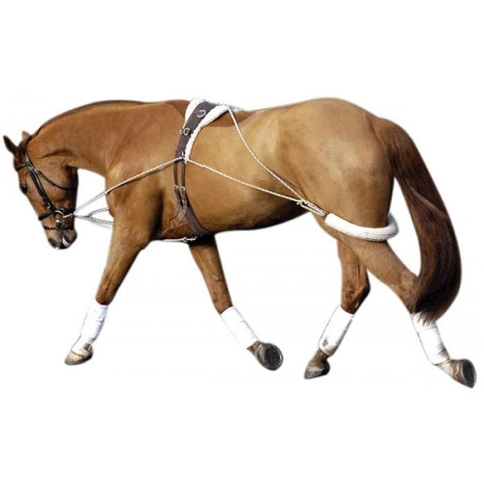 AMARYLLIS AMARYLLIS Corainder/Dhaniya Powder(Hand-Pounded), Natually Processed & 100% Organic with Zero Added Flavours & Colors(Chemical Free) | Rajasthan Special |250 grams