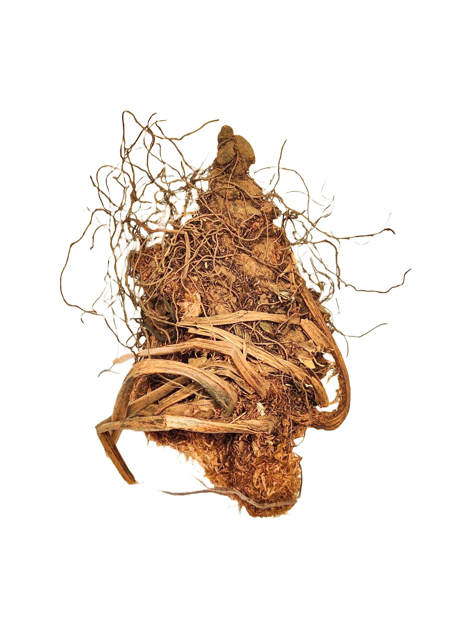 Generic PINAK || 100% Orignal Organic Jatashankari Roots || Pure Jatashankari Herb || JATASHANKAR || (Dried) || ||