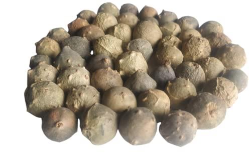 Ayushiv Ayushiv MAJUPHAL (QUERCUS INFECTORIA) - MANJAKANI - OAK GALL - GALLNUTS - Dyer's Oak - BLUE JACK - NUT GALLS (100 GM)