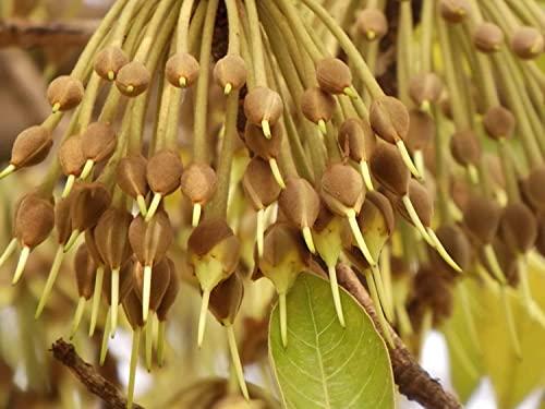 BANDHAL BANDHAL-Mahua Flower/Fruit/FAL Dry/Dried 300 gm.Natural Organic (Madhuca Longifolia) Phool Mahua - Mahuya Flower - Madhuca Indica Mahua Fruit Self Collected from Village Tree