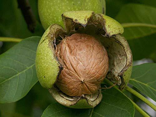 Kashmir Exotics Kashmir Exotics Pure Kashmiri Organic Walnut Kernels 400 gm, Extra Light Half Natural Walnuts Without Shell, Akhrot Giri