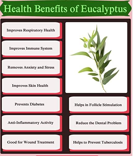 Western Ghats Organics Fresh Live Eucalyptus Leaves/Tailapatra/Sugandhapatra/Tailaprana/Nilgiri Taila (Western Ghats Organics) (200)