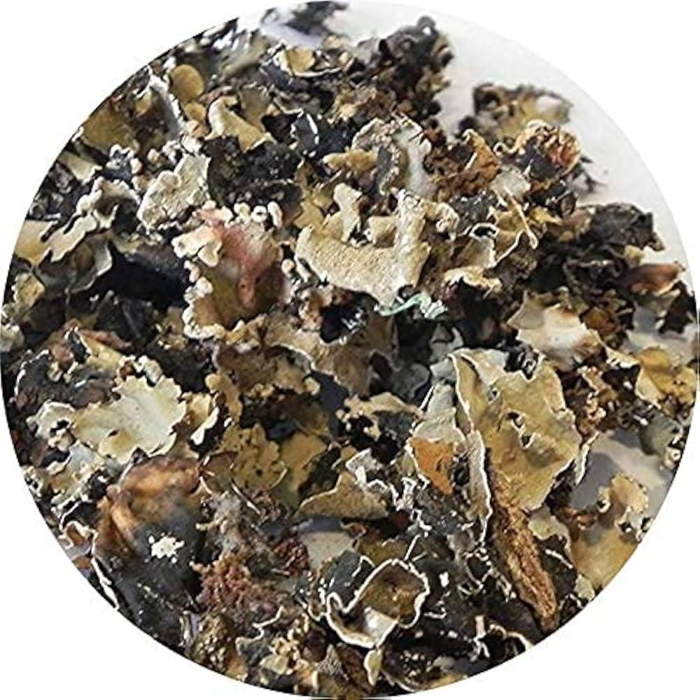 KOO Retails KOO Retails Stone Flower Spice 50 Gram | Pathar Phool | Dagad Phool | Chhabila | Kalpasi Spice | Permalia Perlata | Rock Flower Stone | Patthar Ke Phool