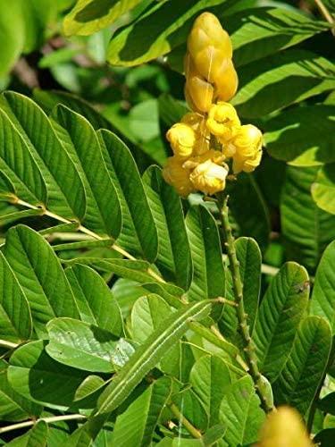 neotea Neotea Seemai Agathi Powder Agathi Keerai Powder | Hummingbird Sesbania | Alata Cassia | Alata Leaves Powder | Agasti | Agastya | Bak Phul Leaves Powder | Dirghaphalaka Powder 500 Gm Pack of 1