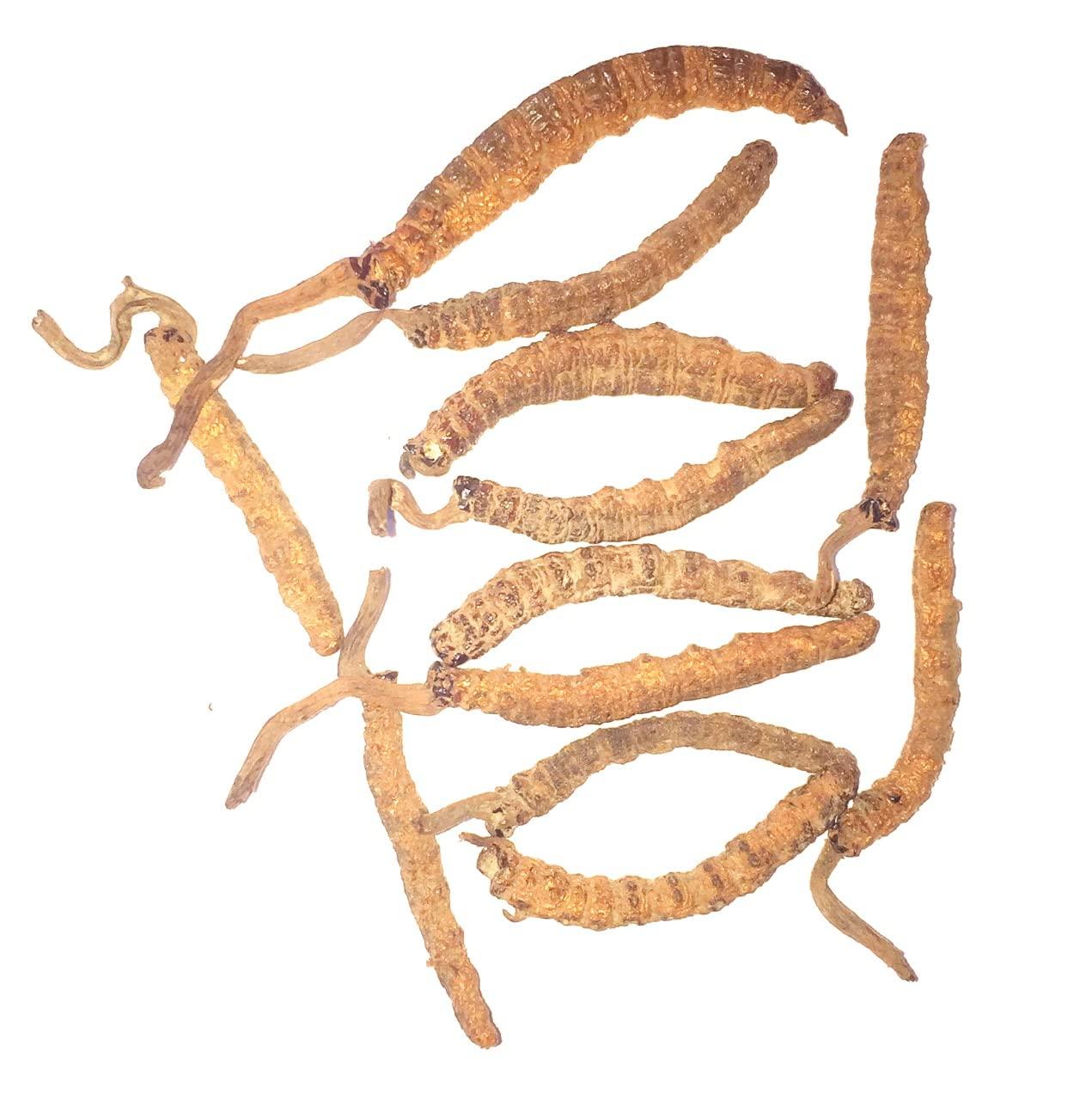 Generic Pure & Natural Cordyceps(Kidajadi) 6Pcs