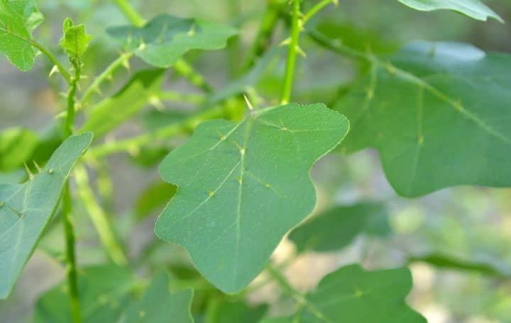 KAMALIGA Kamaliga Grandma\'s Thoothuvalai Rice Mix | (Instant Rice Mix Powder) - 100gms